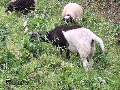 Bild 2:Bio Kamerun/Dorper-Mix