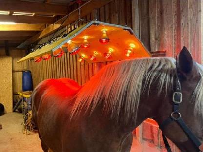 Bild 9:Einstellplätze für Pferde