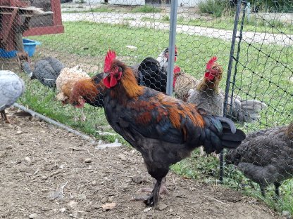 Bild 3:Geflügel: Laufenten und Hähne