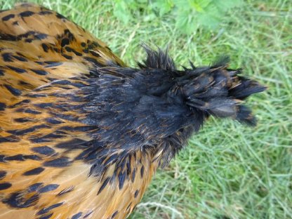 Bild 8:Brabanter gold-schwarzgetupft