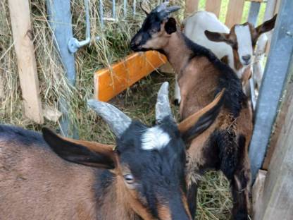 Bild 5:Junge Ziegen