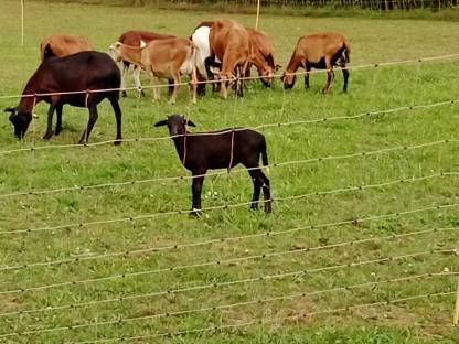 Bild 8:Kamerunschafe und Black Bally Mix