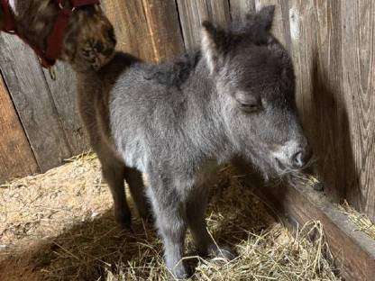 Bild 2:Minishetty Stute