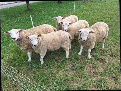 Bild 4:Texel Bock / Widder