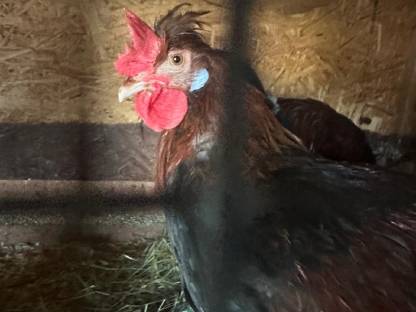 Bild 3:Altsteirer Hähne