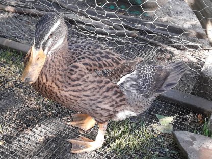 Bild 6:Smaragdenten, Stockenten, Mischlinge