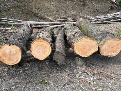 Bild 2:Kirschenstämme