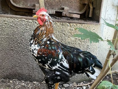 Reinrassige Bio-Junghähne