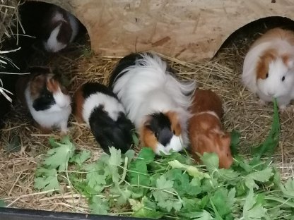 Bild 2:Meerschweinchen