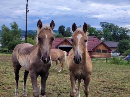 TOP Haflinger Stutfohlen
