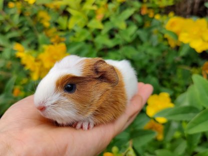 Bild 5:Meerschweinchen zu verkaufen