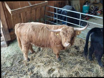 Hochlandrind Stier