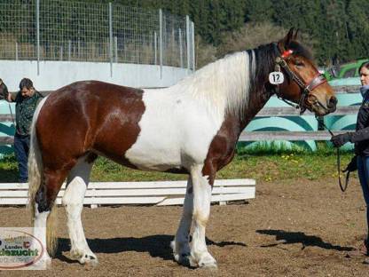 Bild 2:Noriker Stute