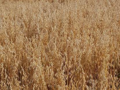 Bio Sommerhafer