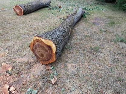 Bild 5:Ulmen Rüster Bloche