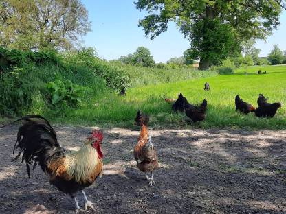 Bild 4:Bruteier Buntleger, Grünleger, Blauleger, Mooshühner, Maran