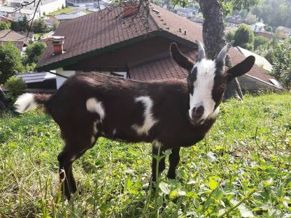 Tauernschecken Kitz