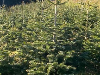 Weihnachtsbäume, Nordmanntannen