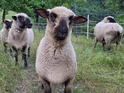 Bild 2:Shropshire Lämmer