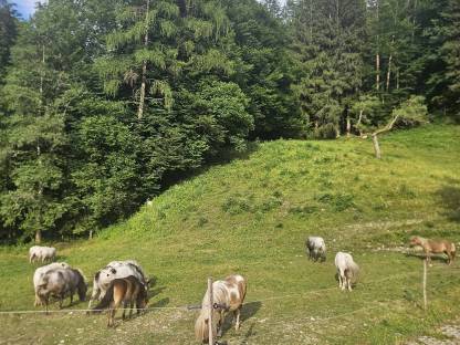 Ponystuten