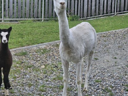 Bild 2:Alpaka-Stute von Rabenwald Alpaka