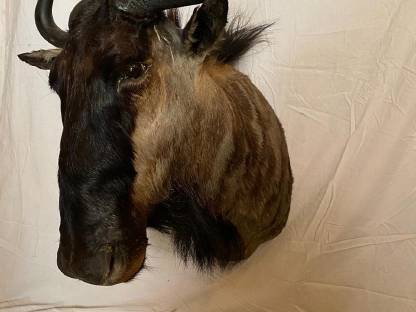 Bild 2:Jagdtrophäen