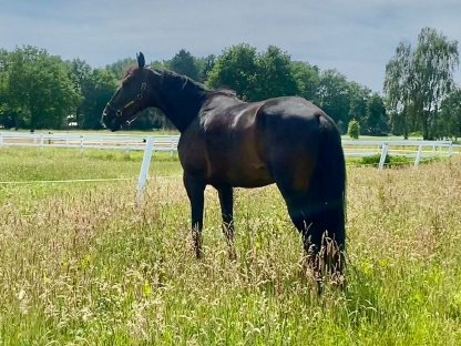 Bild 3:Freizeitpferd Traber