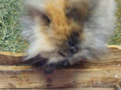 Bild 2:Hasen Satin und Löwenkopf