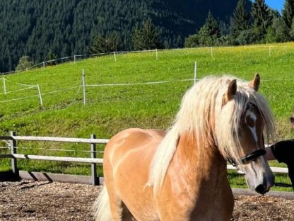 Bild 3:Haflingerwallach abzugeben