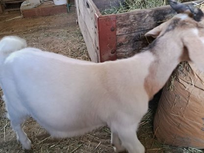 Verkaufen 5 Monate alten Mixbock