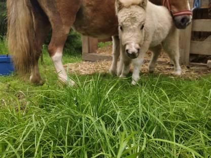 Landwirtschaft