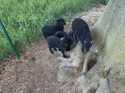 Bild 4:Ouessantschaf Quessantschaf Lämmer Bock