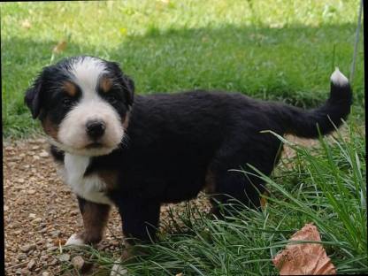 Berner Sennenhund Swissydogwelpen