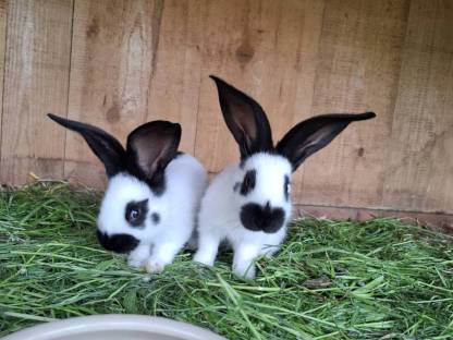 Bild 2:Löwenkopf, Dalmatiner Rex, Riesen