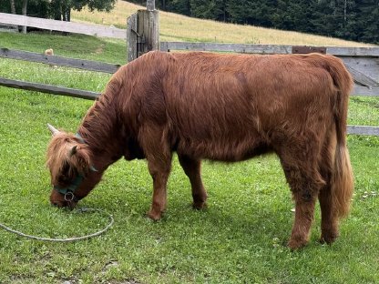 Bild 5:BIO Hochlandrinder Kalbin