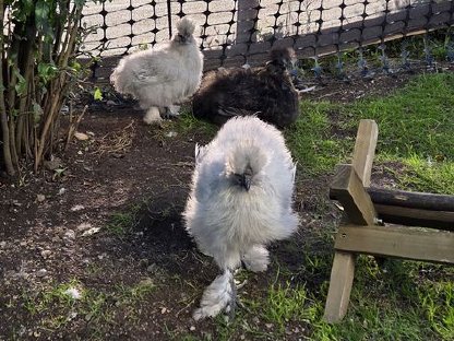 Bild 6:Seidenhühner