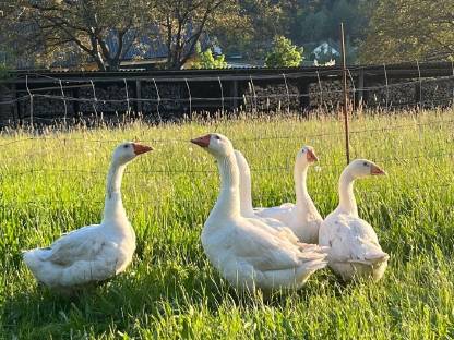 Bild 3:Österreichische Weidegänse, Landgänse