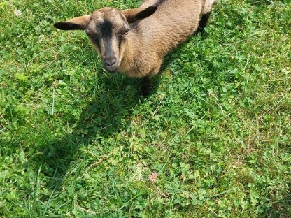 Bild 2:Verkaufe hornlosen Zwergziegenbock