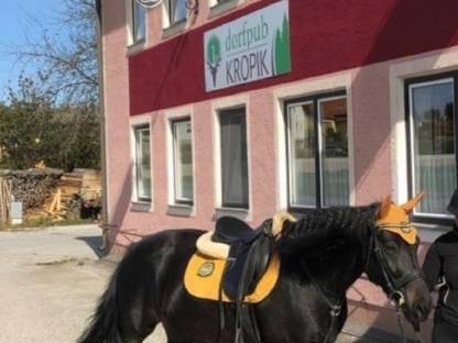 Bild 3:Wunderschöne Rappstute