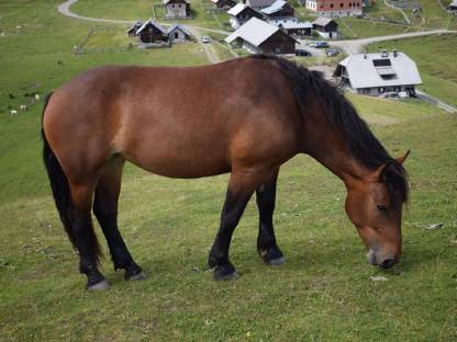 Norikerstute Selly