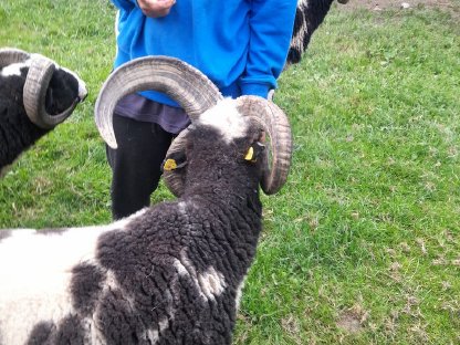 Bild 6:Vierhornwidder, Jakobs-Widder