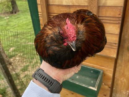 Bild 4:4 Zwerghühner - Hähne