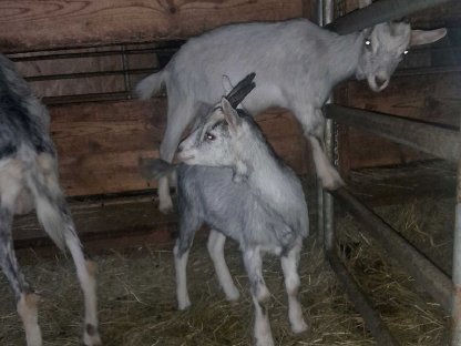 Bild 2:Sprinzen-Ziege mit Kitze