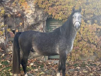 Bild 2:Feingliedriger robuster Wallach Kuhaylan Zaid-913