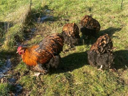 Bild 7:Orpington Bruteier