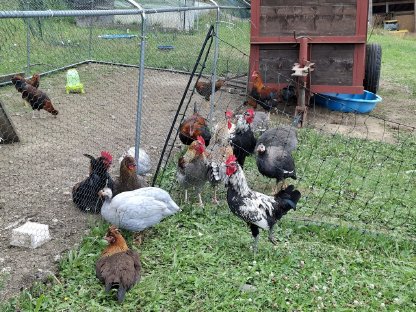 Bild 4:Geflügel: Laufenten und Hähne