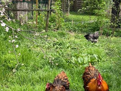 Bild 8:Reinrassige Australorp Bruteier, Hähne und Hennen