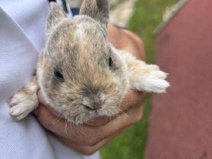 Bild 6:Kleinrexe, Kaninchen (Jungtiere)