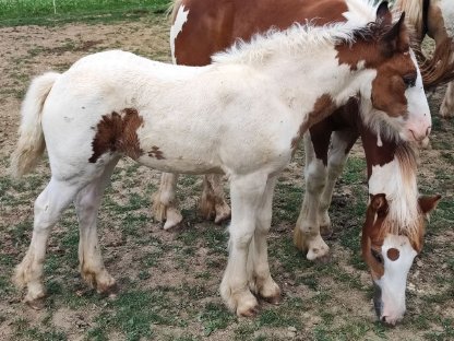 Bild 3:Tinker Fohlen, Stute
