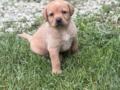 Bild 5:Labrador Welpen mit Ahnentafel